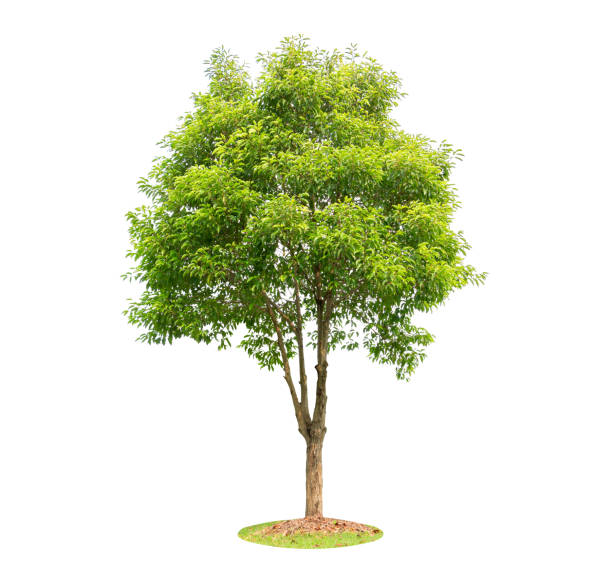 istock Trees isolated on white background. Beautiful and robust trees are growing in the forest, garden or park. 1069850936