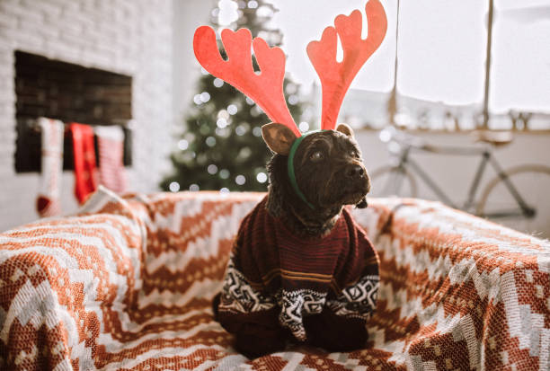 istock Cute Dog Dressed Up For Christmas Day 1069853946