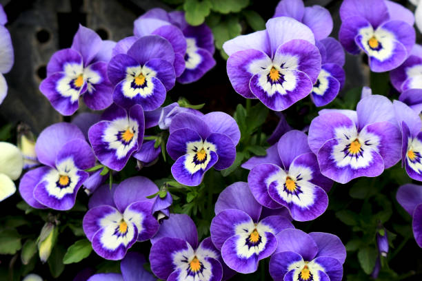 Pansy blooming at the roadside in winter Winter flowers pansy photos stock pictures, royalty-free photos & images