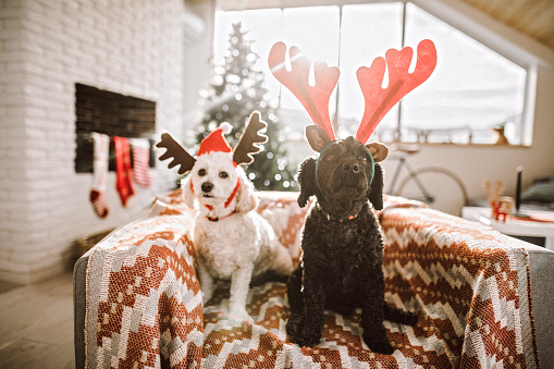 Waiting For Christmas Present In Living Room, Cute Little Dogs Enjoying Dog Life Dressed In Deer Costume
