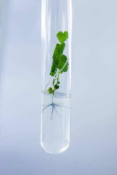 istock Test tube with regenerated in vitro cloned micro plant inside 1069856806