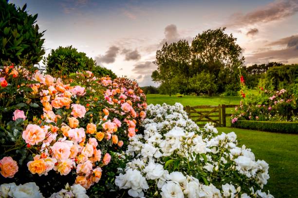 istock New Zealand rural farm setting at sunset 1069859130