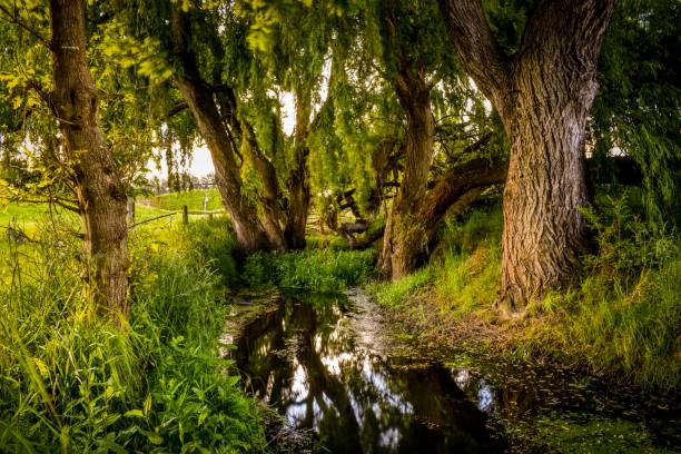 istock New Zealand rural farm setting at sunset 1069859290