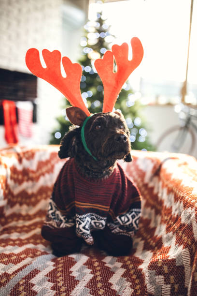 istock Cute Dog Dressed Up For Christmas Day 1069861662