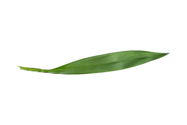 istock Green leaf of a plant isolated 1069863614