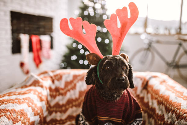 istock Cute Dog Dressed As Reindeer For Christmas 1069865252
