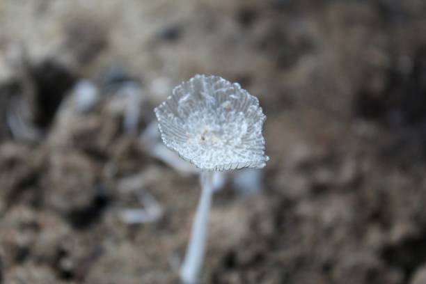 fungo carino sta crescendo nella foresta. il bellissimo berretto bianco piccolo è a fuoco. - fungus moss log magic mushroom foto e immagini stock