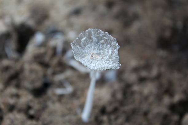 fungo carino sta crescendo nella foresta. il bellissimo berretto bianco piccolo è a fuoco. - fungus moss log magic mushroom foto e immagini stock