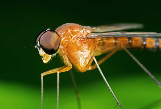 istock Macro Photo of Orange Robber Fly on Green Leaf 1069872156