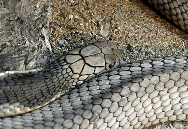istock Close up King Cobra Lie Down on sand and stone 1069872160