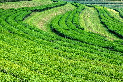 The araksa tea plantation of chiang mai, Thailand.