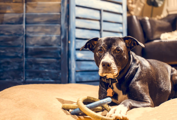 hermoso perro en casa interior retrato con juguete - pets bed bedroom animal fotografías e imágenes de stock