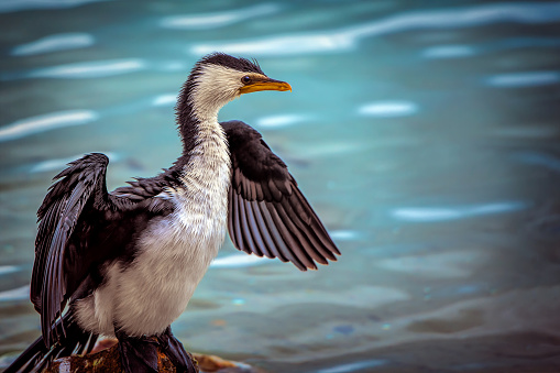 Little black and white pied cormorant perched on a rock with outstretched wings