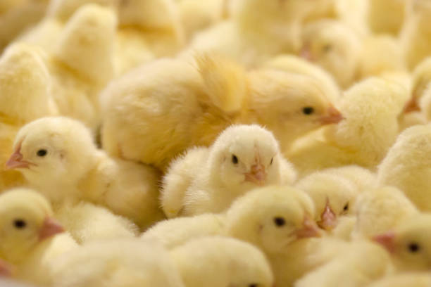 istock Chicken Poultry Hatchery Business 1069879174