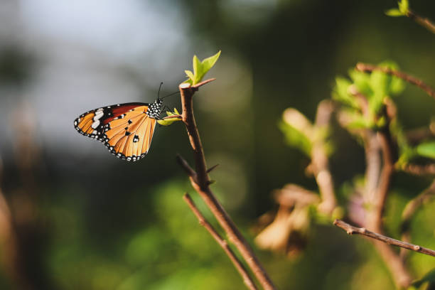 istock Closeup monarch butterfly on flower n blurred yellow sunny background, Copy space for your text. 1069881312