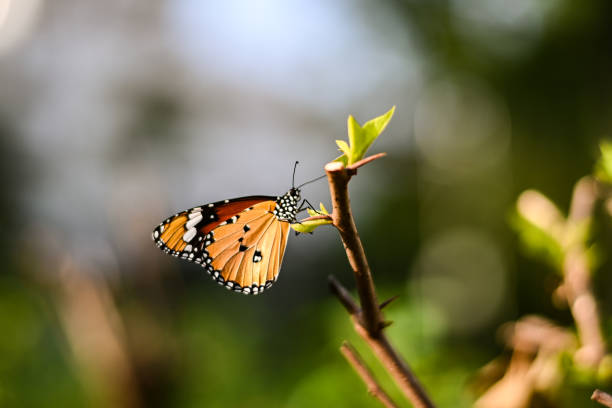 istock Closeup monarch butterfly on flower n blurred yellow sunny background, Copy space for your text. 1069881342