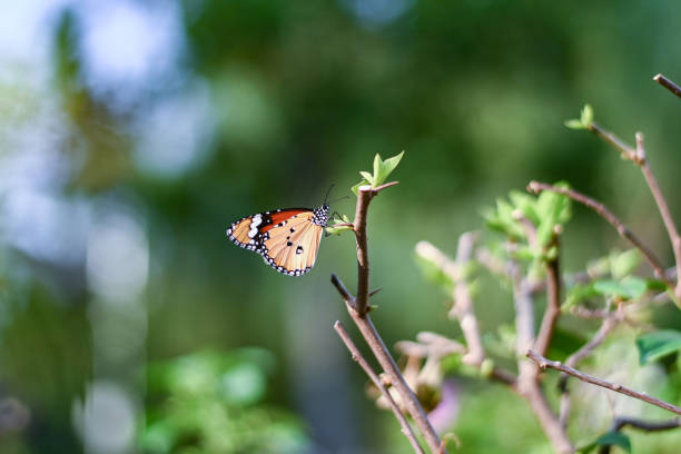 istock Closeup monarch butterfly on flower n blurred yellow sunny background, Copy space for your text. 1069881360