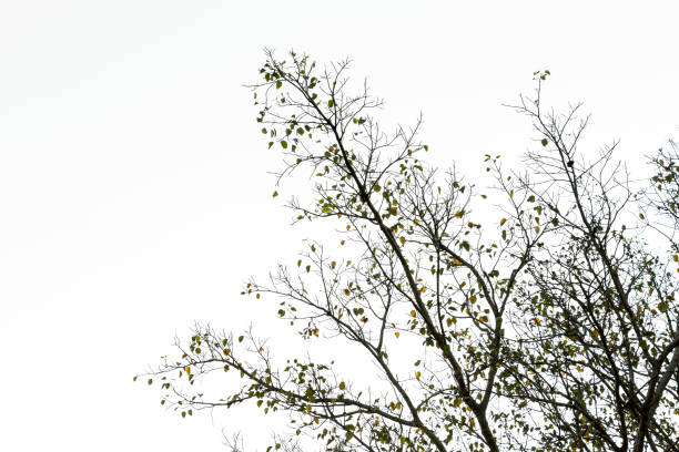 branche de la silhouette de l’arbre de bodhi à l’automne de nature tropicale sur fond blanc. - peepal photos et images de collection