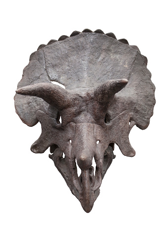 Skull of a Triceratops, on a white background.