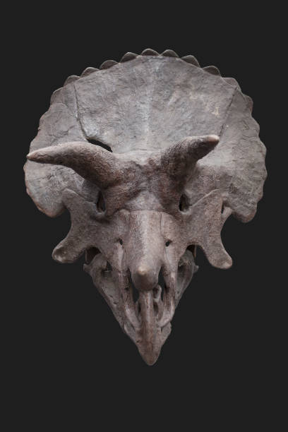 Skull of a Triceratops