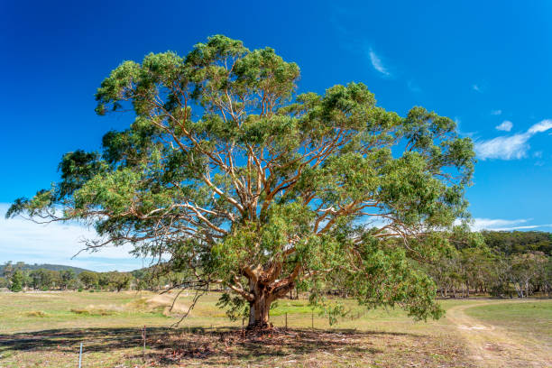 istock Dirt track and gum tree outback Australia 1069884752