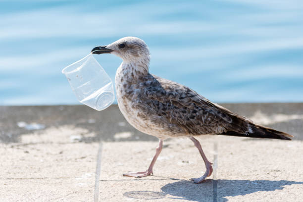 recycleur de mouette - oiseau marin photos et images de collection