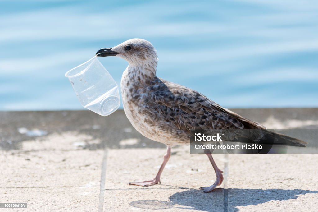 Seagull Recycler Seagull walking around with plastic glass Plastic Stock Photo