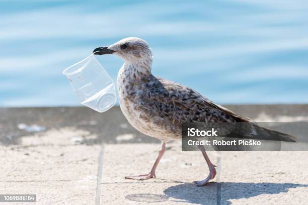 Seagull Recycler Stock Photo - Download Image Now - Plastic, Sea, Garbage