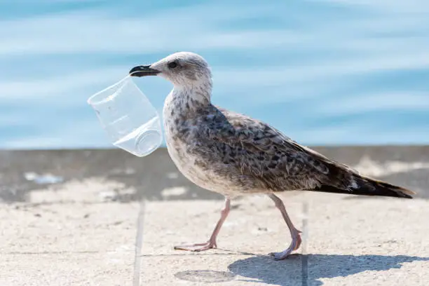Seagull walking around with plastic glass