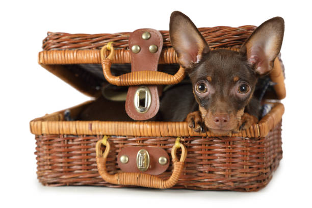 istock Thoroughbred toy Terrier dog lying in a suitcase for picnic 1069888230