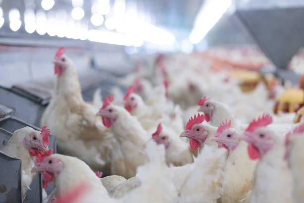 istock Poultry Grand Parent stock Breeding chicken Farm 1069897990