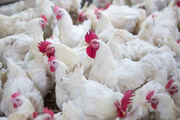 istock Poultry Grand Parent stock Breeding chicken Farm 1069898032