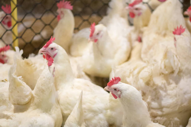 istock Poultry Grand Parent stock Breeding chicken Farm 1069898036