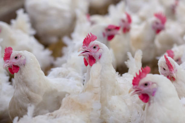 istock Poultry Grand Parent stock Breeding chicken Farm 1069898040