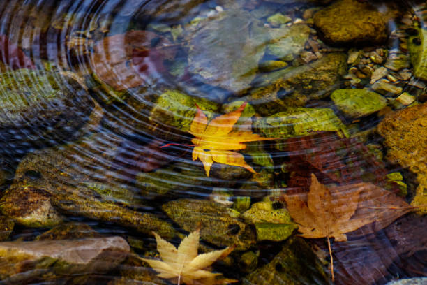 Autumnal leaves(maple leaf) trapped in a stream in a wave of water - VA109