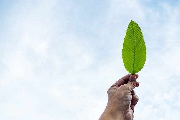istock male hand holding green leaf with clear blue sky  background. 1069900056