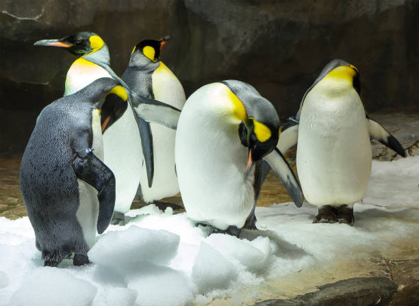 istock Big penguin or Emperor penguin. 1069900438