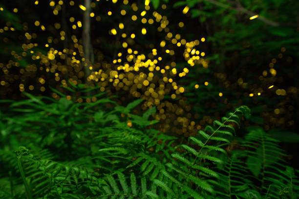 Fireflies glowing in the forest of Japan displaying the natural wonder of bio luminescence Fireflies glowing in the forest of Japan displaying the natural wonder of bio luminescence in Japan firefly forest stock pictures, royalty-free photos & images