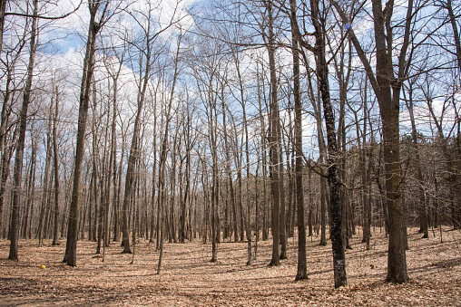 Natural forest landscape with leafless trees and fallen leaves in rural Minnesota under a sunny, blue sky with clouds.