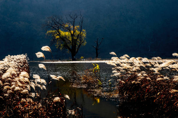 In the fall of this year, I visited the river in search of another memory.