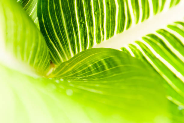istock Nature Light shining through leaves with raindrop background 1069908982