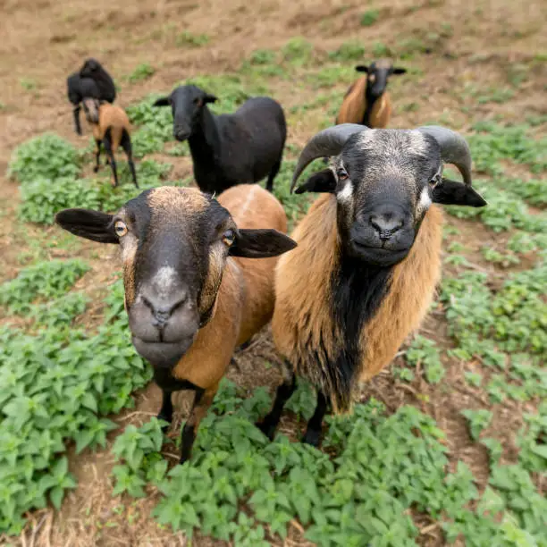 Two cameroon sheep (male and female) stand side by side in the pasture