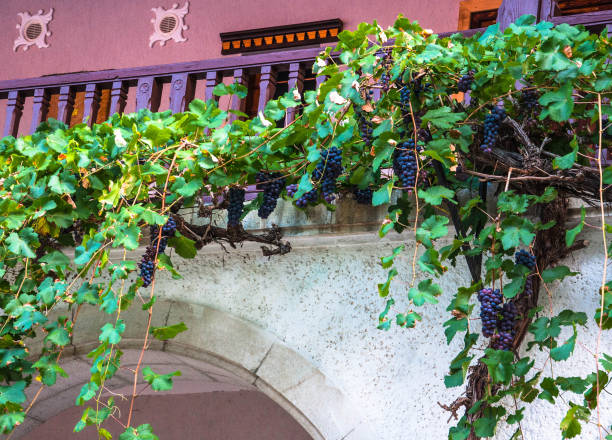 istock vines growing on the wall and purple grapes on it's branches 1069911166