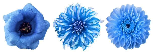 istock Blue chrysanthemum flowers collection heads isolated on white background. 1069913216