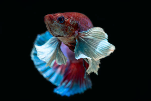 betta dumbo poster fish siamese fighting fish.aquarium fish fool moon stock pictures, royalty-free photos & images