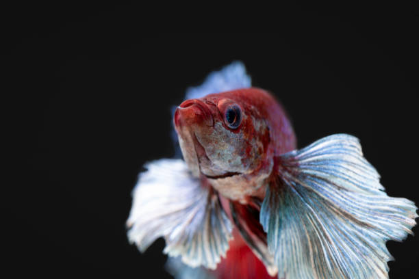 betta dumbo poster fish siamese fighting fish.aquarium fish fool moon stock pictures, royalty-free photos & images