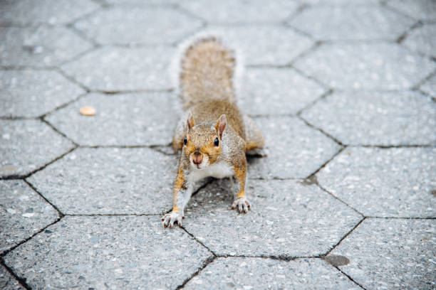 istock A curious squirrel posing on pavement of street 1069917424
