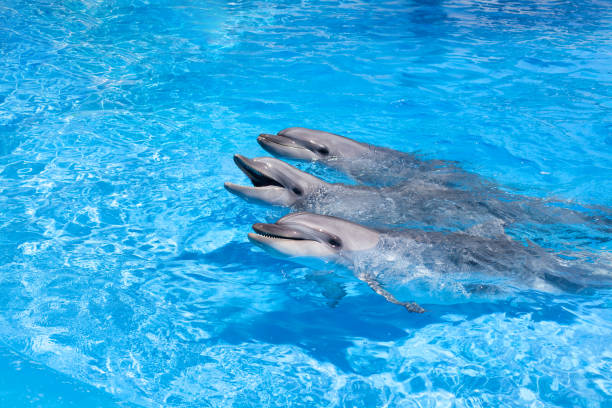 istock Three dolphins looking out of the blue water close up 1069918730