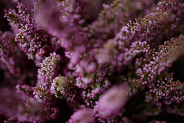istock Pink heather flower bush background 1069919008