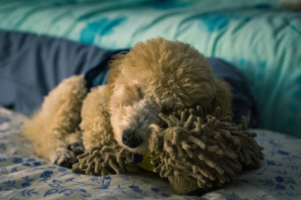 istock Good sleep with stuffed toy 1069919206